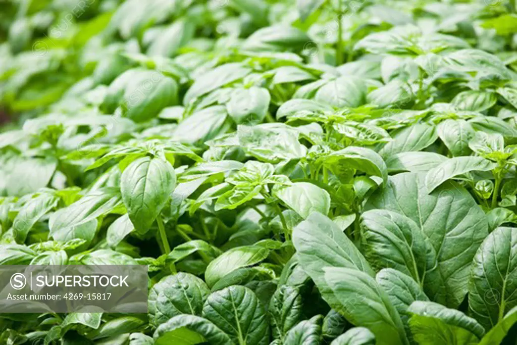 Basil plants in organic market-farming.