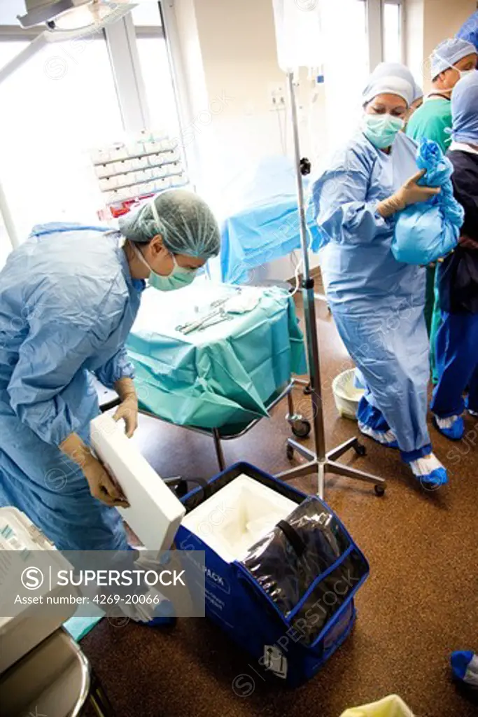 Partial removal of a liver from a living donor by laparoscopy for a transplantation. Here, departure graft for transplantation in insulated container. Department of Surgery of Pr Olivier Soubrane. St Antoine hospital, Paris.