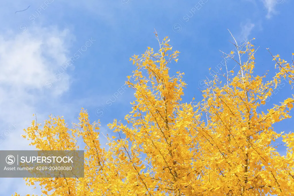 Ginkgo biloba in autumn.