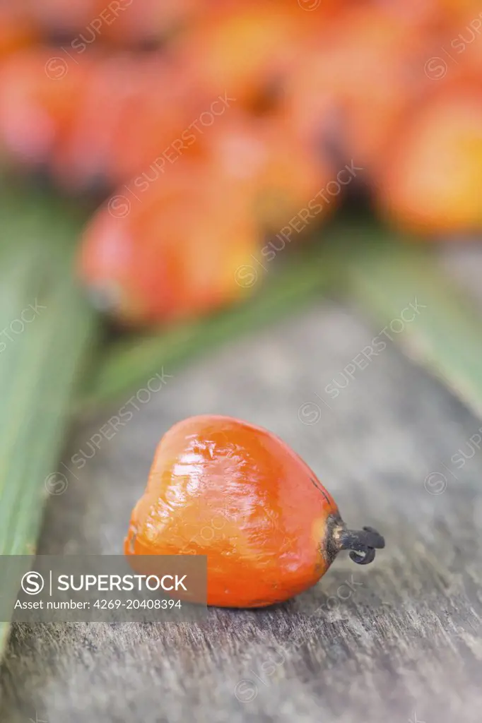 Palm nuts, fruit of the oil palm.