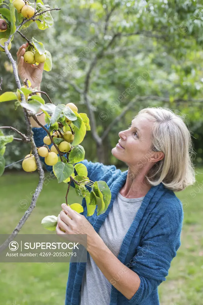 Woman picking fruits.