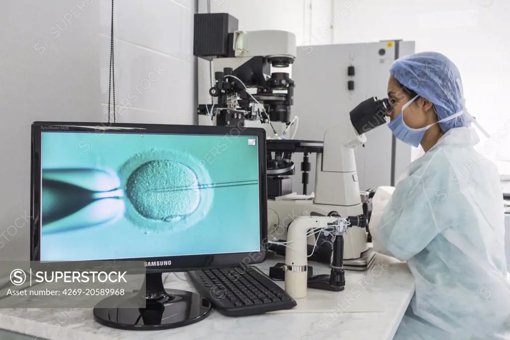 Technician using a light microscope to inject human sperm into a human egg cell (ovum) during in vitro fertilisation (IVF), This technique is known as intracytoplasmic sperm injection (ICSI).