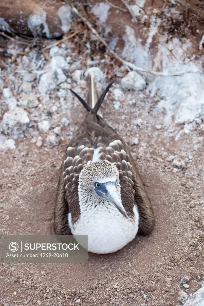 Blue footed booby (Sula nebouxii).
