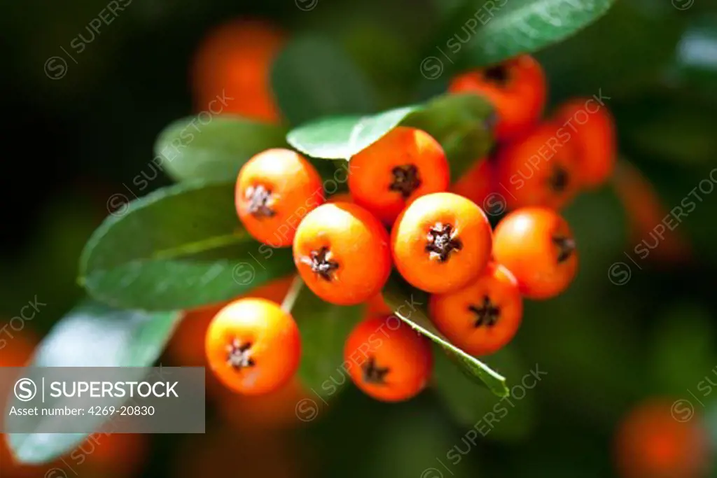 Sea buckthorn berries (Hippophae rhamnoides).