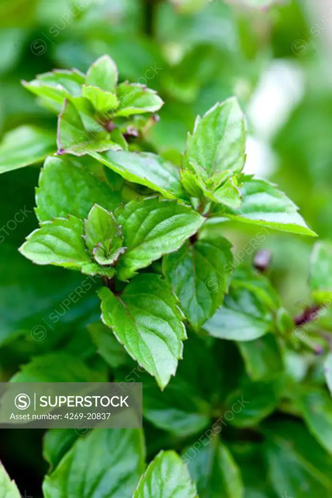 Peppermint (Mentha x piperata)