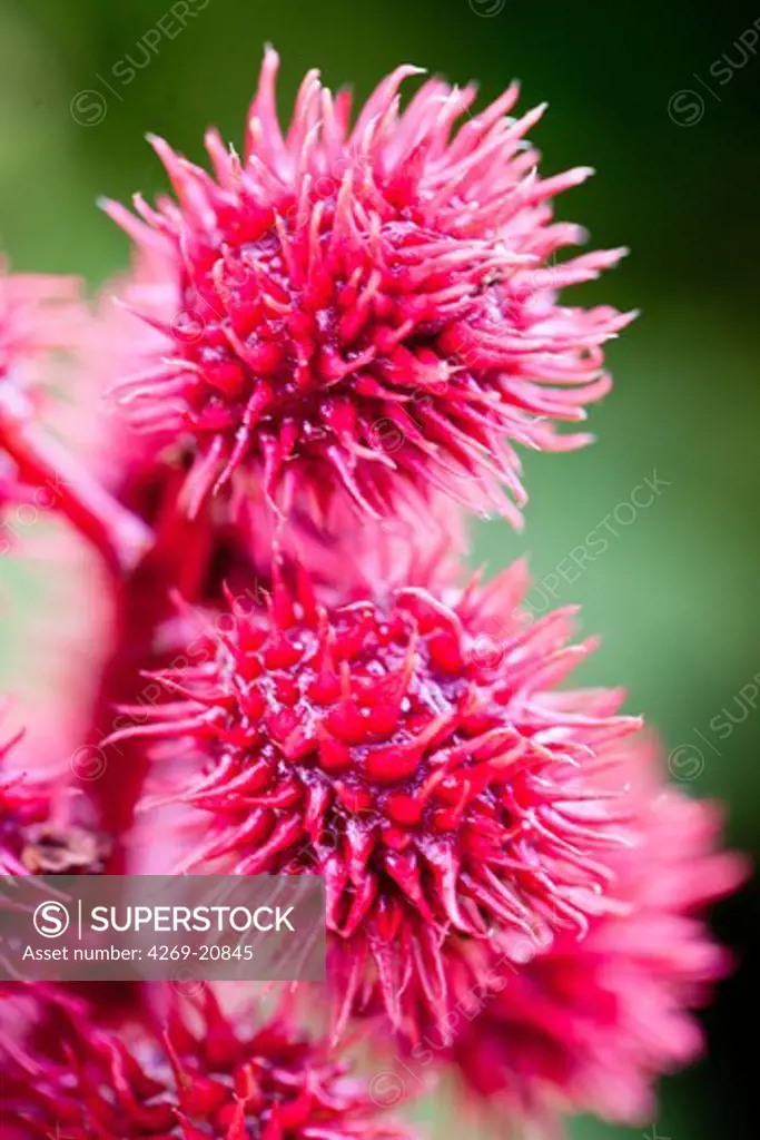 Flowers of castor oil plant