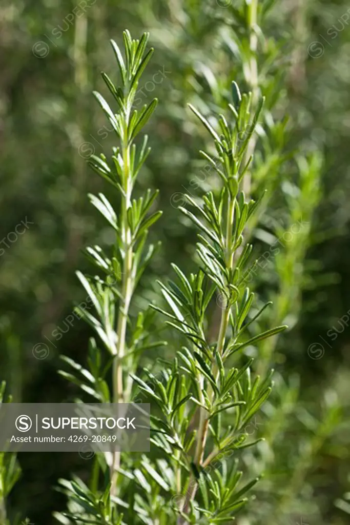 Sprigs of the herb rosemary (Rosmarinus officinalis).