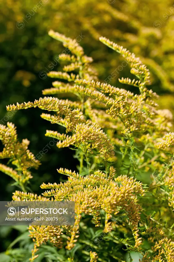 Canada goldenrod (Solidago canadensis), also known as Goldenrod and Golden Sheaf.