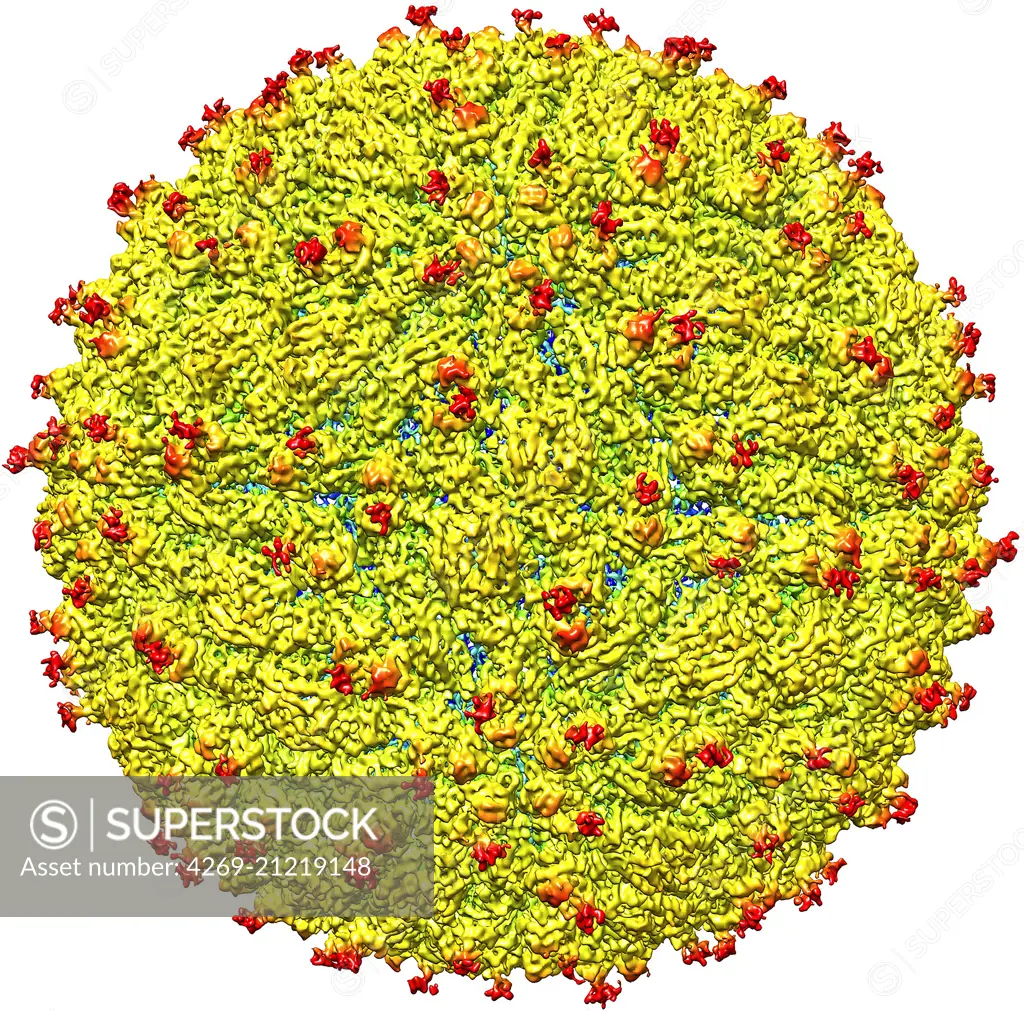 A representation of the surface of the Zika virus is shown. A team led by Purdue University researchers is the first to determine the structure of the Zika virus, which reveals insights critical to the development of effective antiviral treatments and vac