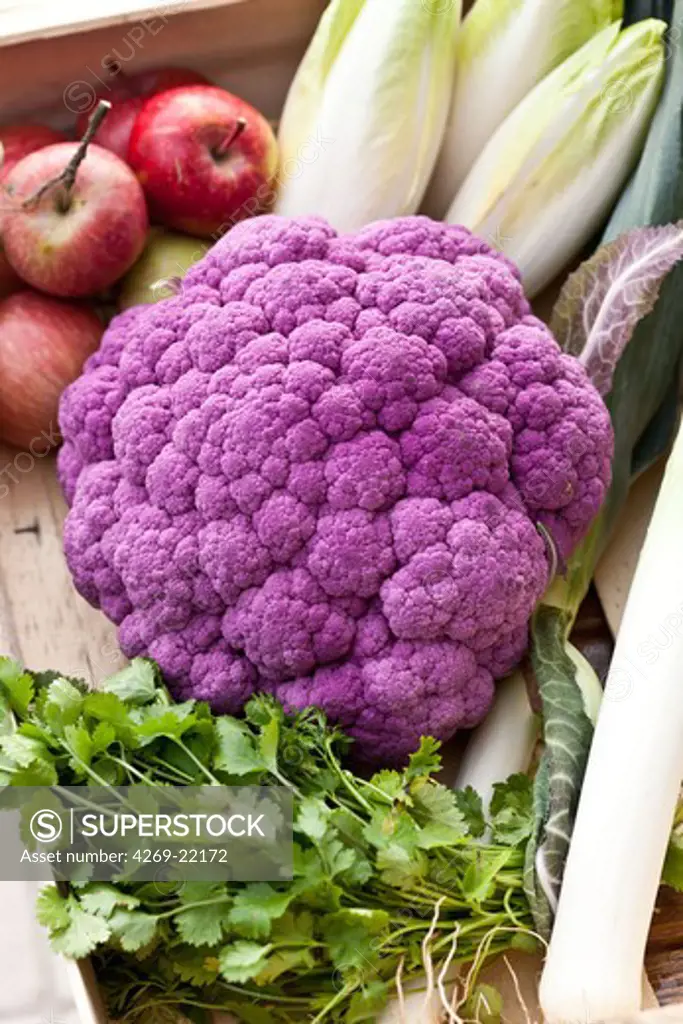 Old variety of cauliflower color purple.