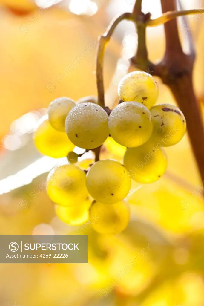 Grape on the vine.