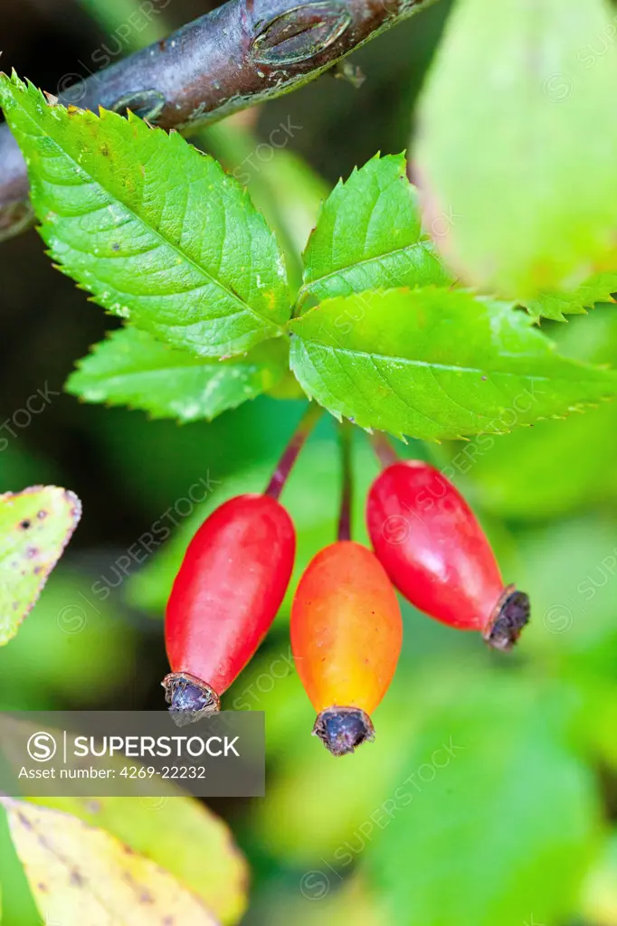 Rose hips. View of rose hips, the false fruit from the shrub Dog Rose (Rosa canina). The hips are used to make a herbal tea,