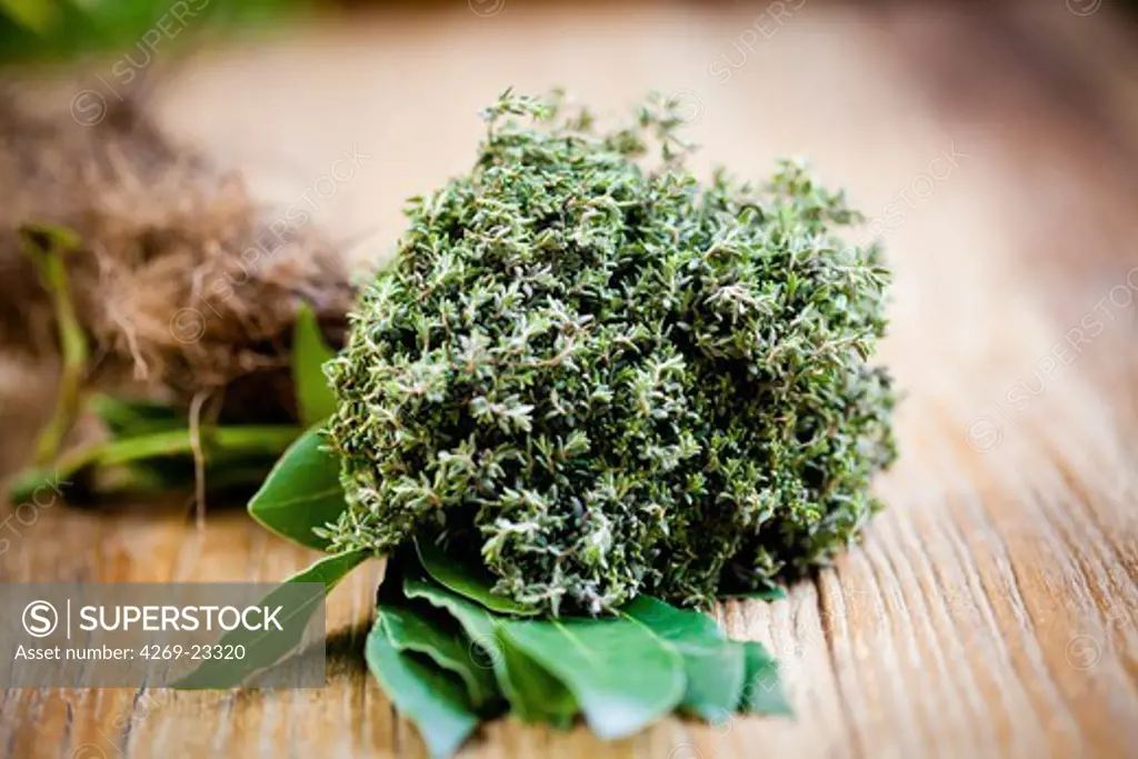 Thymus vulgaris. This herb is used in cookery for its aromatic flavour. In phytotherapy, it is used as fluxing medium and expectorant, for cough and sorethroat (internal use), and disinfectant and revulsive (external use).