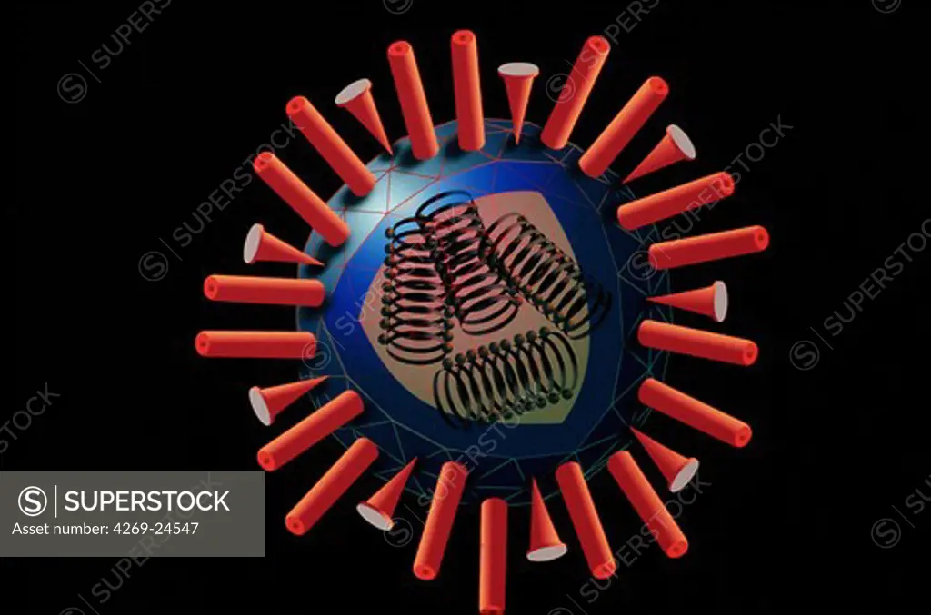 Influenza virus. Cutaway view of the flu (influenza) virus, family of the orthomyxovirus.