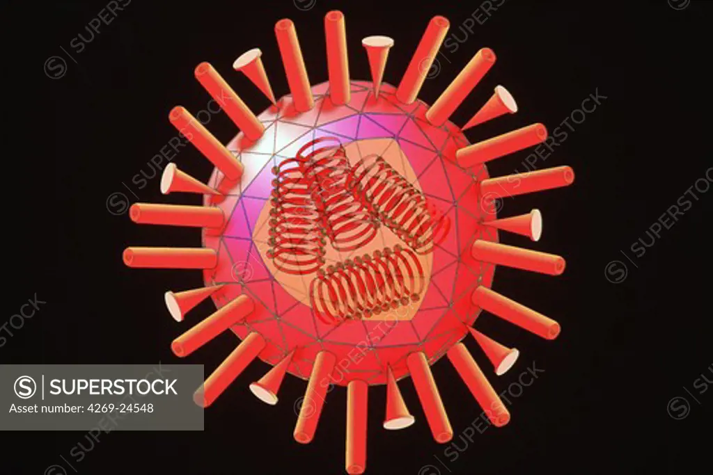 Influenza virus. Cutaway view of the flu (influenza) virus, family of the orthomyxovirus.