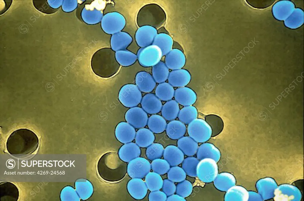 Staphylococcus. SEM (Scanning Electron Microscope)
