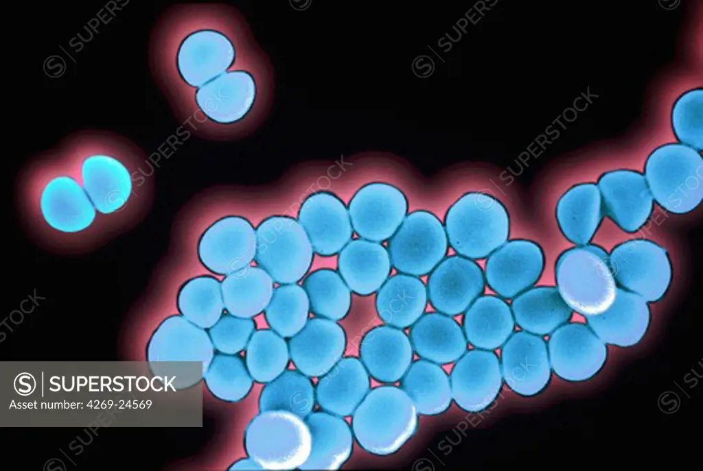 Staphylococcus. SEM (Scanning Electron Microscope) of staphylococcus bacteria.