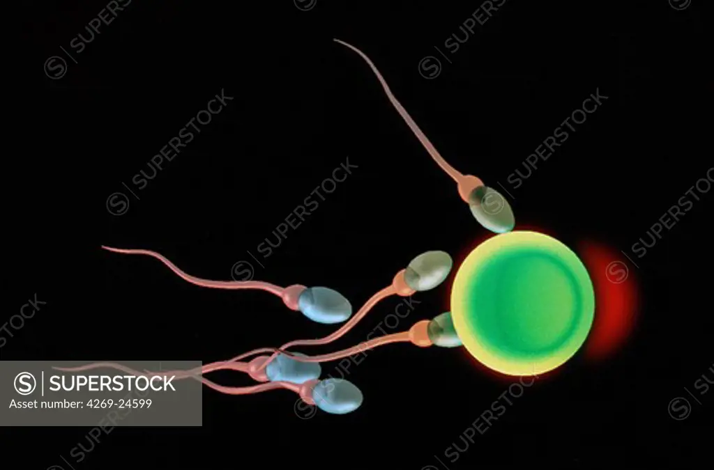Fertilization. Ovule and spermatozoons Artwork