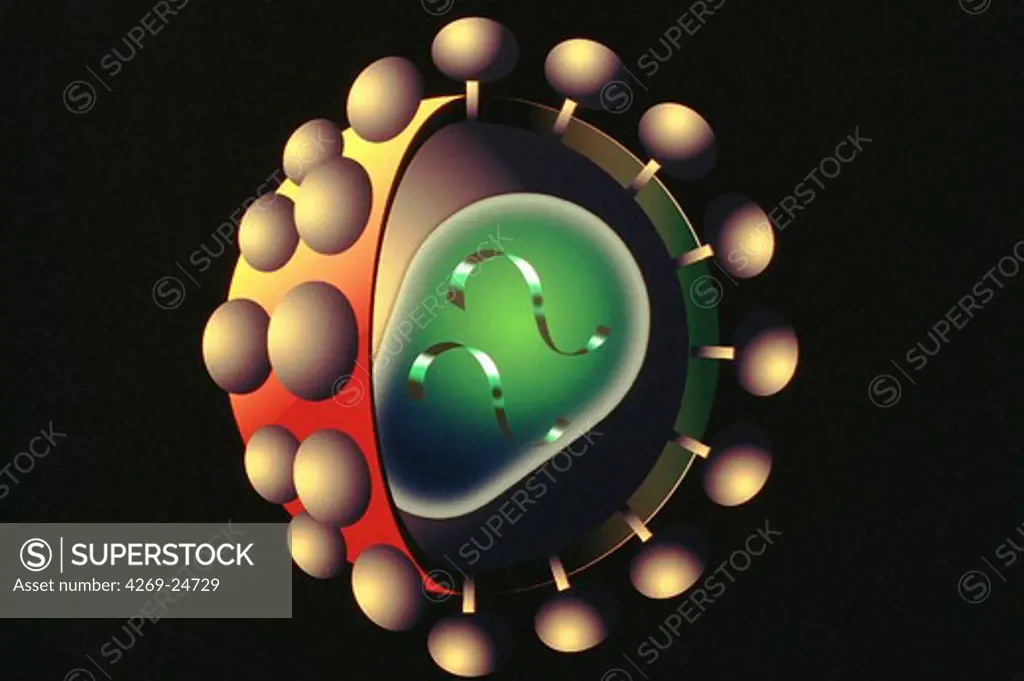 AIDS virus. Cutaway illustration of an AIDS virus Artwork