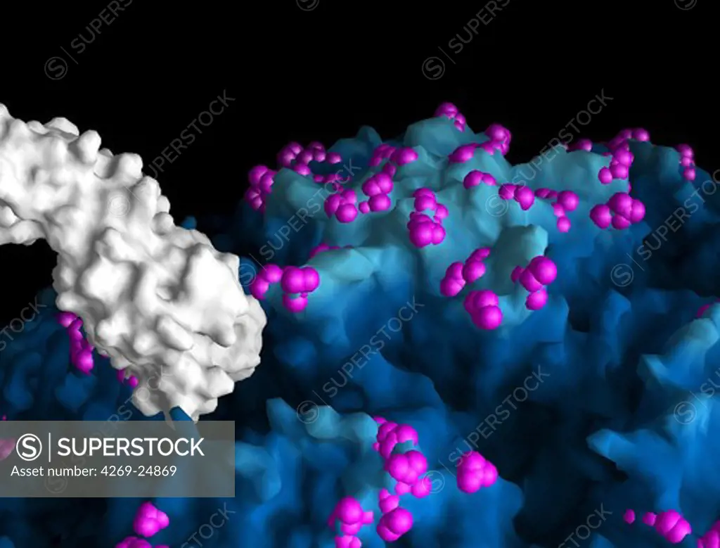 Virology. Rhinovirus responsable for common cold. Virus molecular surface radially depth cued. program GRASP (Graphical Representation of Structural Properties) : reconstruction of virus surface from datas obtained with crystallography,  X-ray diffraction, and data processing with Logisky.