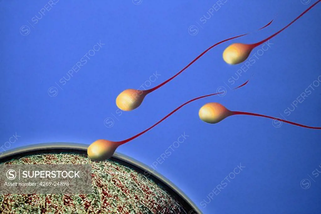 Fertilization. Ovule et spermatozoon;Sperms Computer-generated image