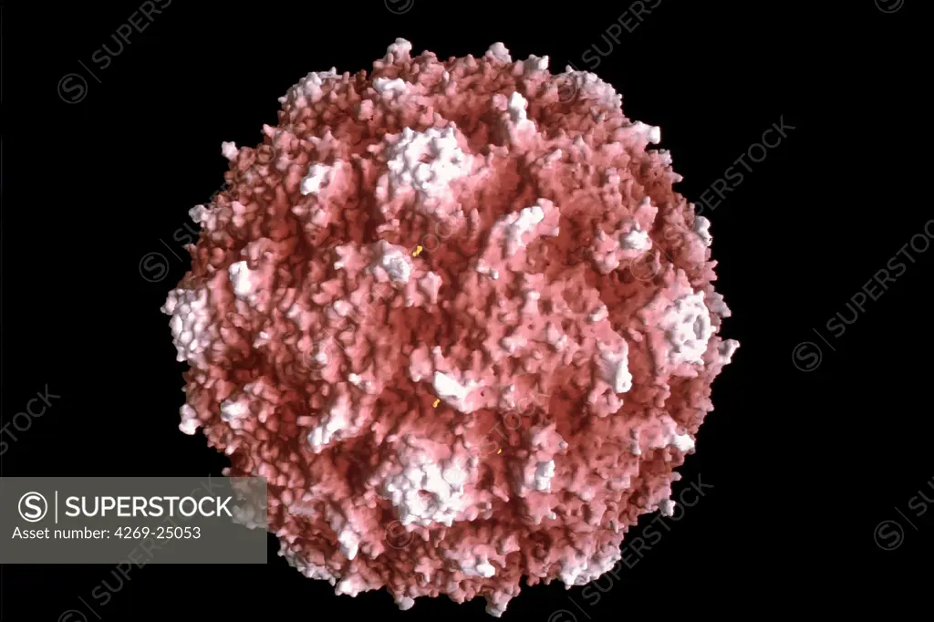 Virology. Poliomyelitis virus Virus molecular surface radially depth cued. program GRASP (Graphical Representation of Structural Properties) : reconstruction of virus surface from datas obtained with crystallography,  X-ray diffraction, and data processing with Logisky.