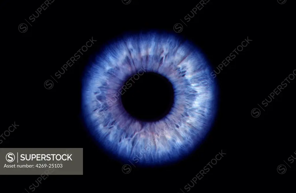 Eye. Iris