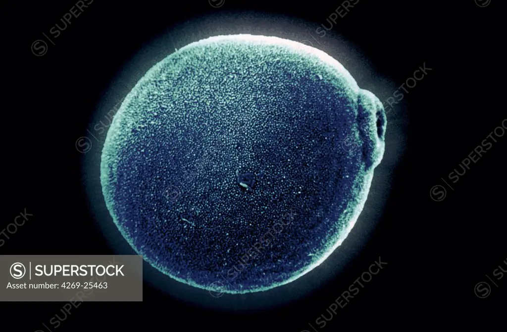 Pollen of wheat. Scanning Electron Microscopy of a pollen of wheat.