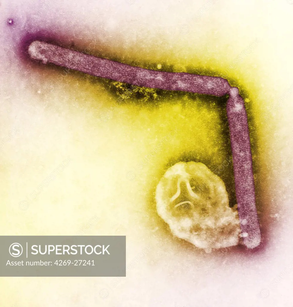 H5N1 virus. Transmission electron micrograph (TEM) of two avian influenza A H5N1 viruses. Magnification x 108,000.