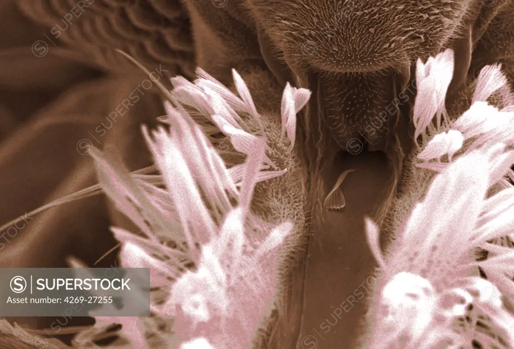 Anopheles gambiae. Scanning electron micrograph (SEM) of the Anopheles gambiae mosquito's anterior head region, including the proboscis and the base of the two multifaceted compound eyes. Magnification x 228. This mosquito is a vector of the parasite Plasmodium, the agent of malaria.