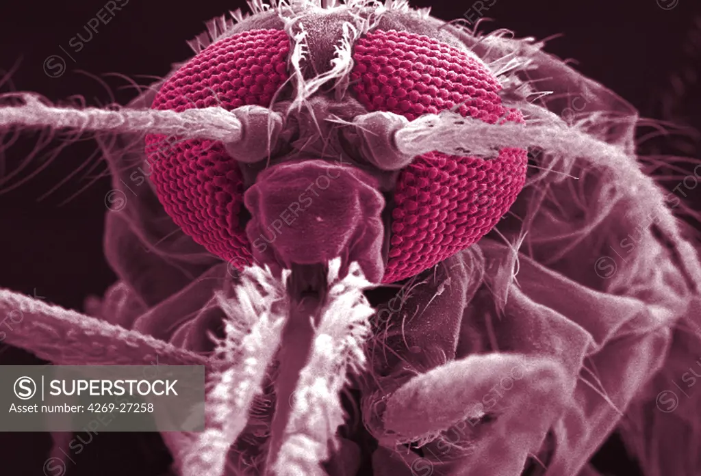 Anopheles gambiae. Scanning electron micrograph (SEM) of the Anopheles gambiae mosquito's anterior head. Magnification x 114. This mosquito is a vector of the parasite Plasmodium, the agent of malaria.