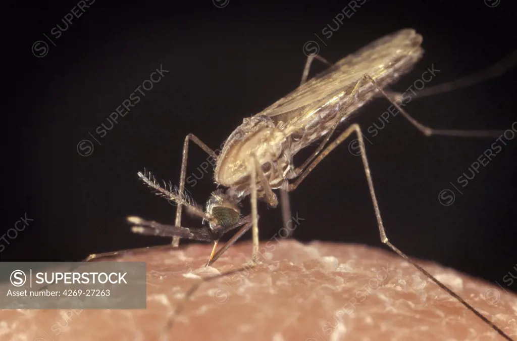 Anopheles gambiae. Female Anopheles gambiae mosquito feeding on human blood. This mosquito is a vector of the parasite Plasmodium, the agent of malaria.