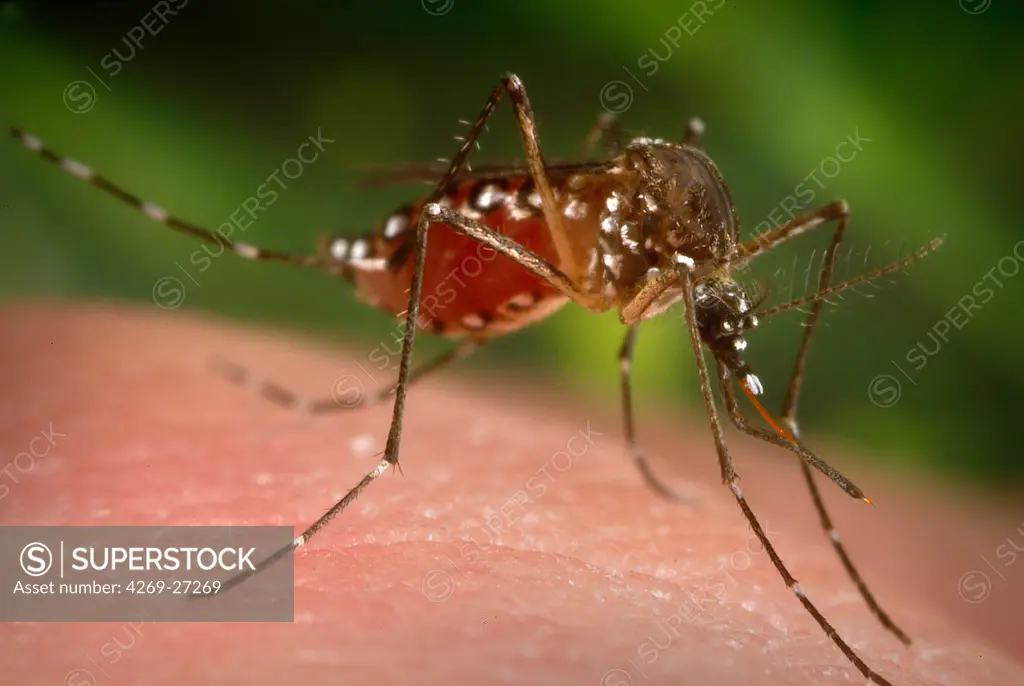 Aedes Aegypti. Female Aedes Aegypti mosquito feeding on human blood. This mosquito is the primary vector responsible for the transmission of the Flavivirus Dengue (DF), and Dengue hemorrhagic fever (DHF), as well as Yellow fever.