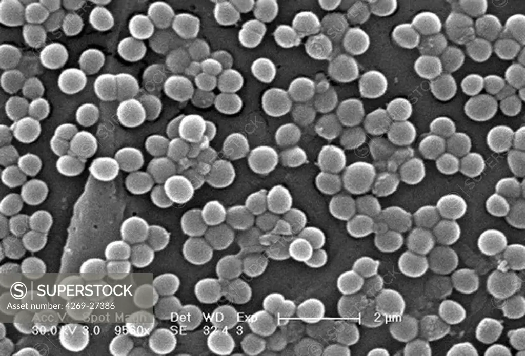 Methicillin-Resistant Staphylococcus Aureus. Scanning electron micrograph (SEM) of methicillin-resistant Staphylococcus aureus bacteria (MRSA); Magnification 9560x. This strain of Gram-positif bacterium has developed wide-ranging antibiotic resistance such as methicillin, and are hospital pathogens.