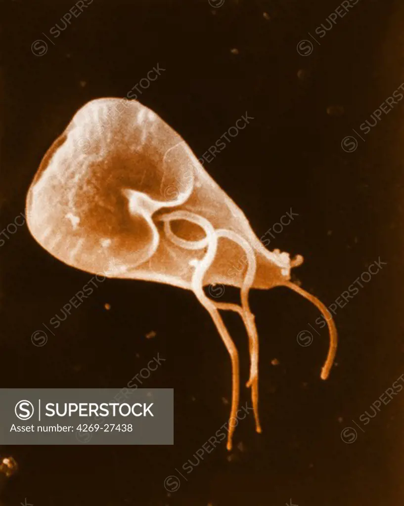 Giardia lamblia. Scanning electron micrograph (SEM) of Giardia lamblia. This one-celled microscopic flagellate protozoan is an intestinal parasite in humans causing giardiasis (lambliasis), an intestinal disorder (diarrhea).