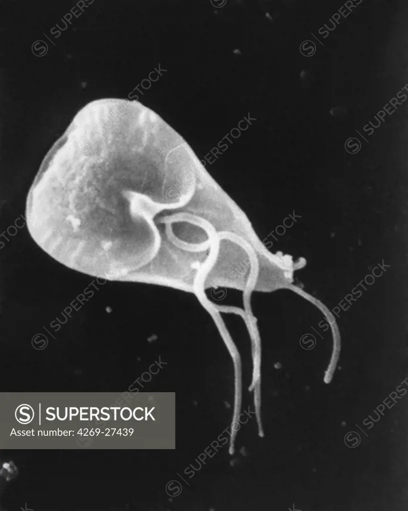 Giardia lamblia. Scanning electron micrograph (SEM) of Giardia lamblia. This one-celled microscopic flagellate protozoan is an intestinal parasite in humans causing giardiasis (lambliasis), an intestinal disorder (diarrhea).