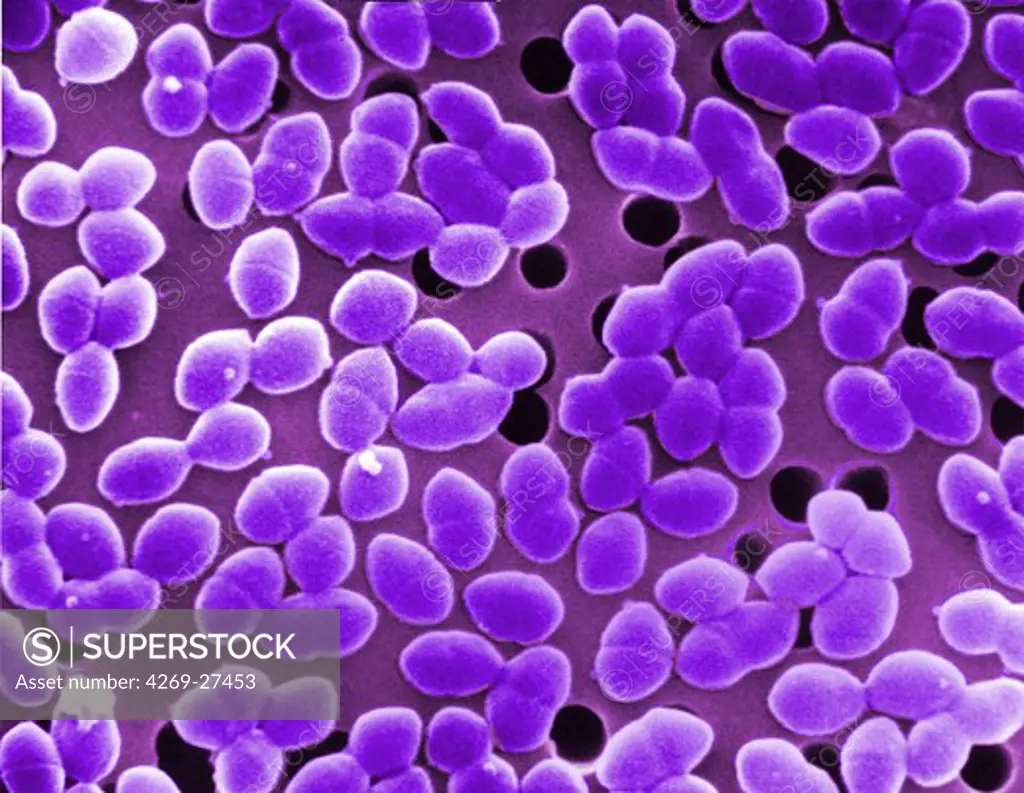 Enterococcus. Scanning electron micrograph (SEM) of Enterococcus faecalis (formerly known as Streptococcus faecalis). This Gram-positive bacterium is commonly found in human intestine. It can also cause urinary tract and  skin infections. E. faecalis is resistant to a number of antibiotics and is often involved in nosocomial diseases.