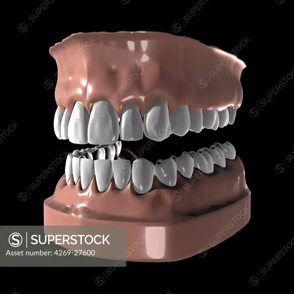 Dentition. 3D artwork of set of teeth.
