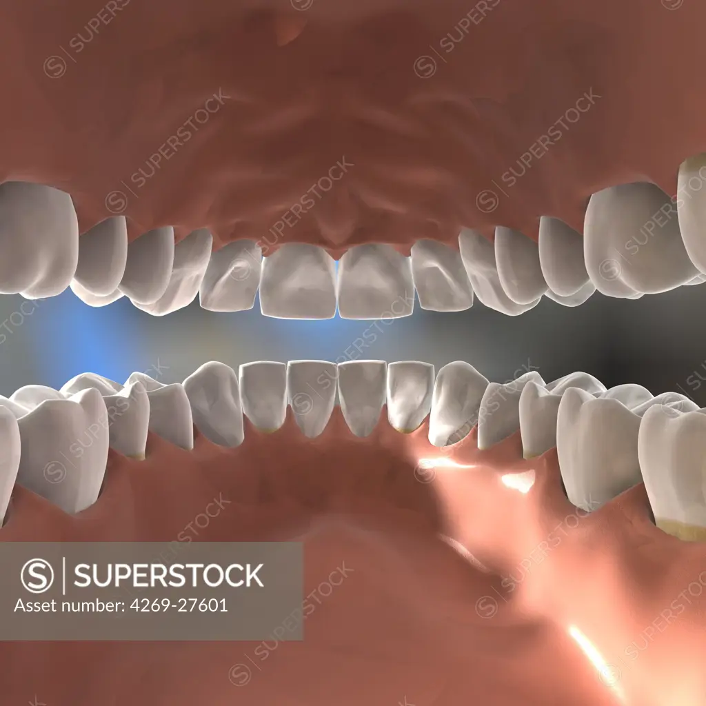 Dentition. 3D artwork of teeth seen from inside the mouth.