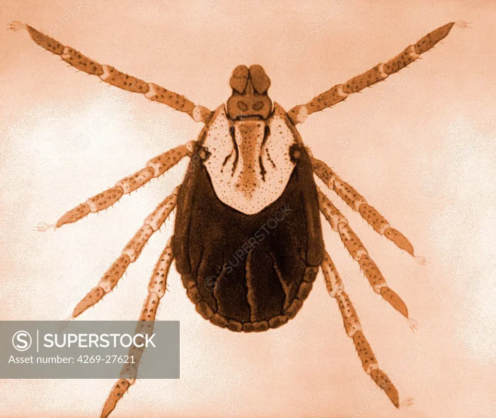 Tick. Dorsal view of a tick (here female American dog tick, Dermacentor variabilis). Ticks are vectors of many bacteria responsible for diseases like Borrellia burgdorferi (Lyme's disease) or Rickettsia.