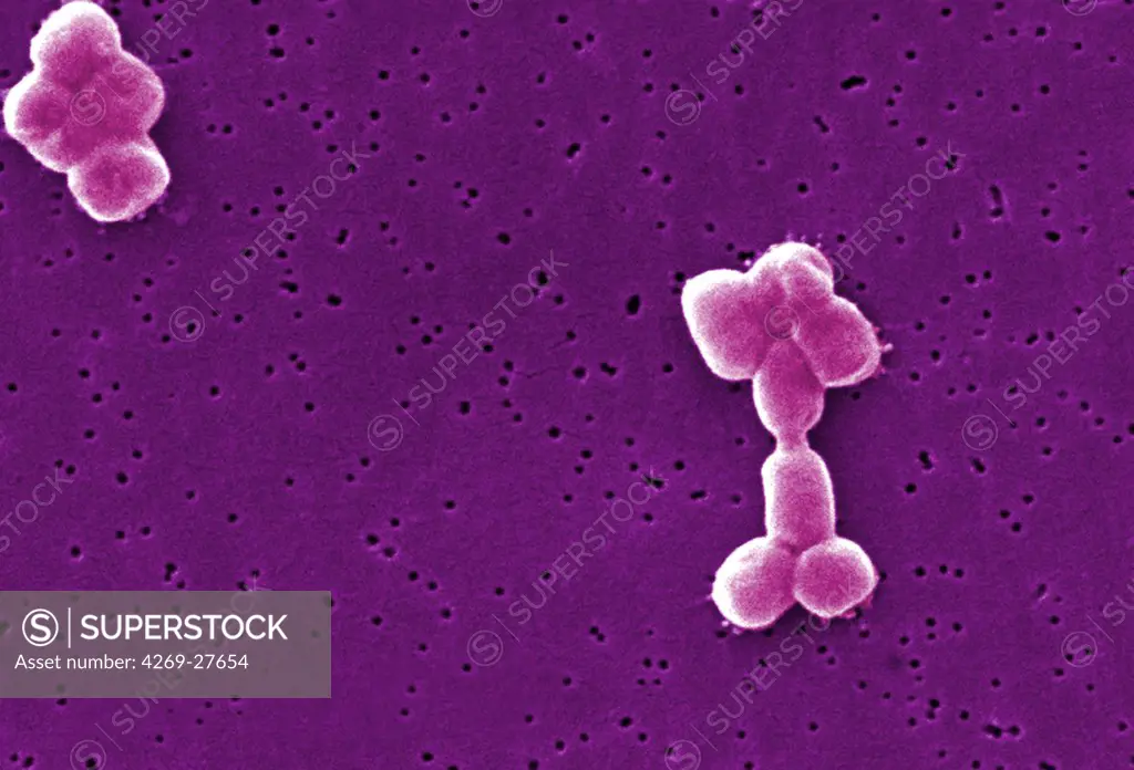 Acinetobacter baumannii. Scanning Electron micrograph (SEM) of Acinetobacter baumannii. This aerobic Gram-negative, non-motile bacteria are normal flora on the skin. But because A. baumannii has developed substantial antimicrobial resistance, it is an emerging cause of nosocomial infections in hospitals, responsible for pneumoniae, hemopathic and wound infections. Magnification of 12739x.