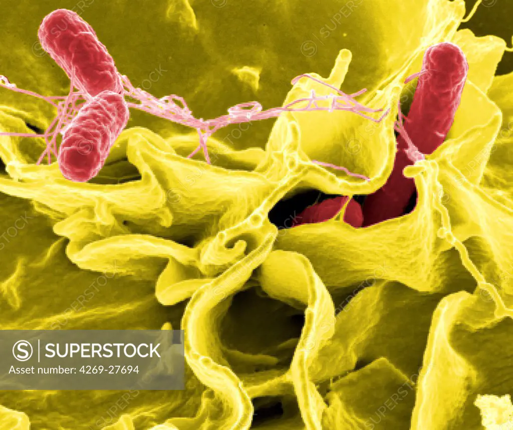 Salmonella typhimurium. Scanning electron micrograph (SEM) of Salmonella typhimurium (red), a gram negative bacterium responsible for salmonellosis.