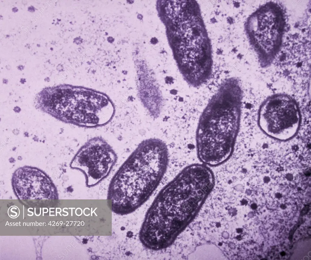 Rickettsia rickettsii. Transmission electron micrograph (TEM) of Rickettsia rickettsii. This bacterium, causing the Rocky Mountain spotted fever observed in the Rocky Mountains (North America) and India, is transmitted to man with a tick (genus Dermacentor, Amblyomma and Haemaphysalis