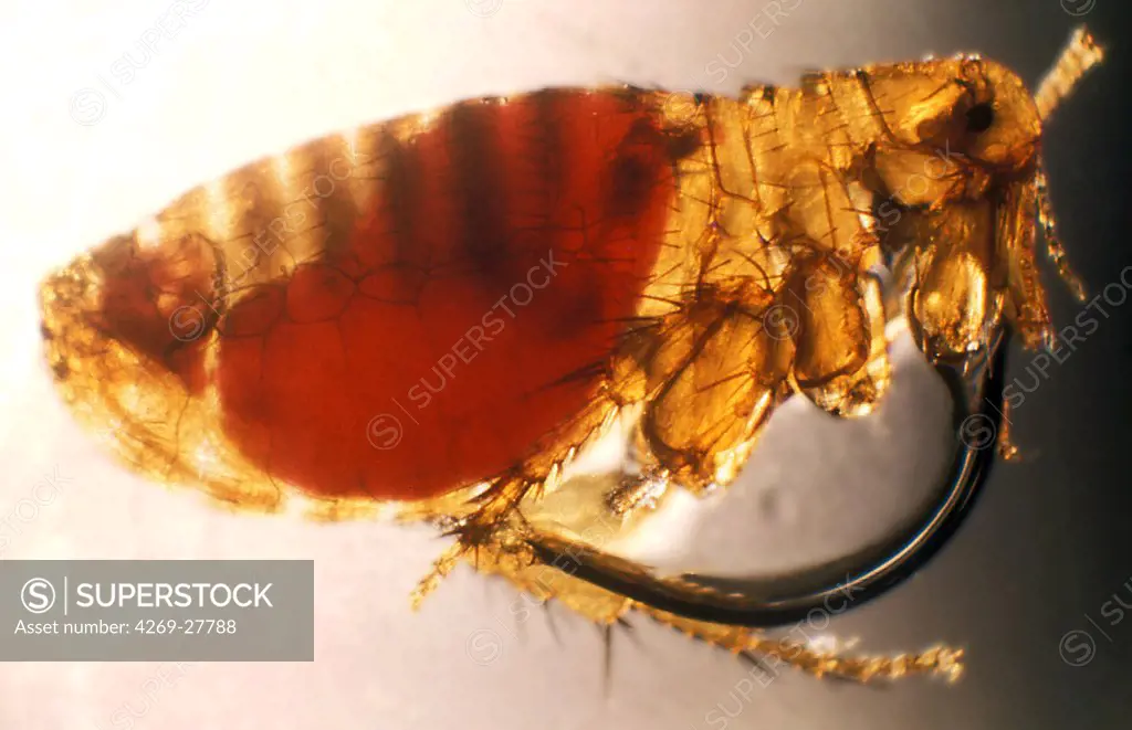 Flea infected with plague. Oriental cat flea Xenopsylla cheopis infected with Yersinia pestis, the bacterium that causes bubonic plague. Xenopsylla cheopis, a flea-carried pathogen of rats, is one of the primary vectors of plague to humans.