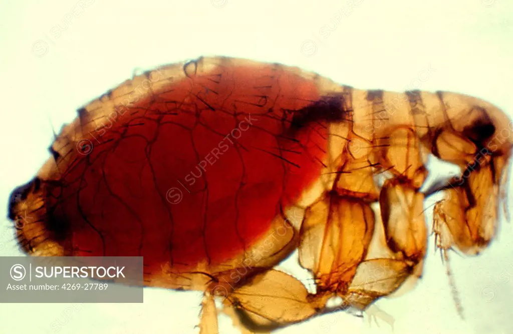 Flea infected with plague. Oriental cat flea Xenopsylla cheopis infected with Yersinia pestis, the bacterium that causes bubonic plague. Xenopsylla cheopis, a flea-carried pathogen of rats, is one of the primary vectors of plague to humans.
