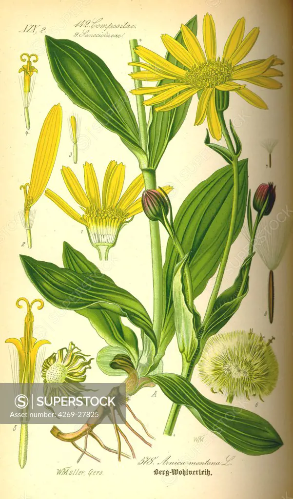 Arnica montana. Mountain arnica (Arnica montana), used for its medicinal properties. From Flora of Germany, Austria and Switzerland (1885), O. W. Thomé.
