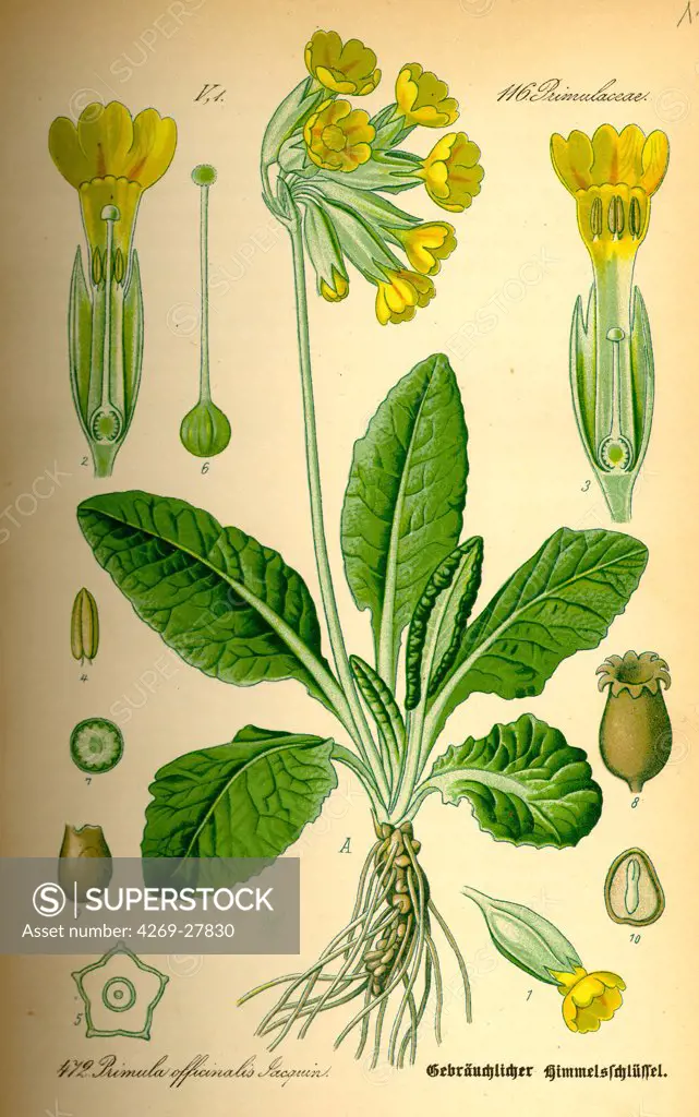 Primula veris. Cowslip (Primula veris). From Flora of Germany, Austria and Switzerland (1885), O. W. Thomé.