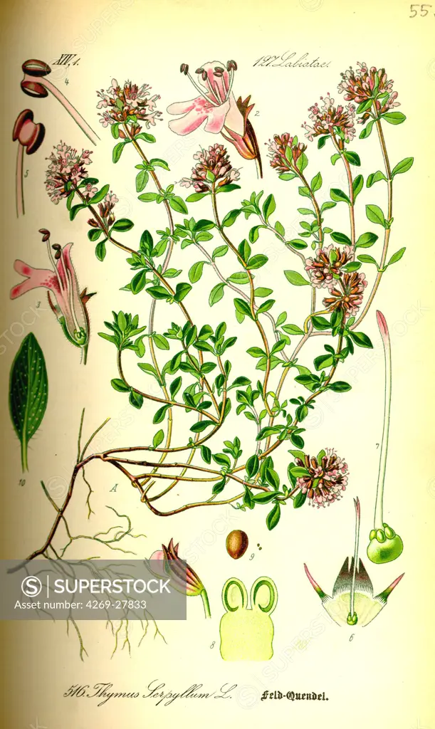 Thymus serpyllum. Wild thyme (Thymus serpyllum). From Flora of Germany, Austria and Switzerland (1885), O. W. Thomé.