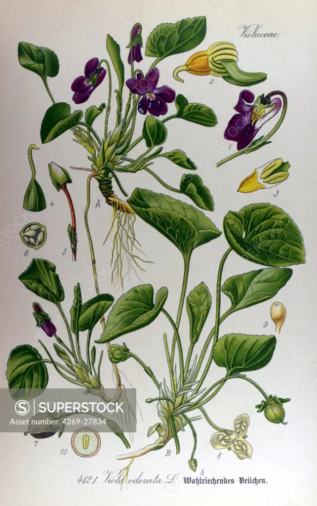 Violet. Violet (Viola odorata). From Flora of Germany, Austria and Switzerland (1905), O. W. Thomé.