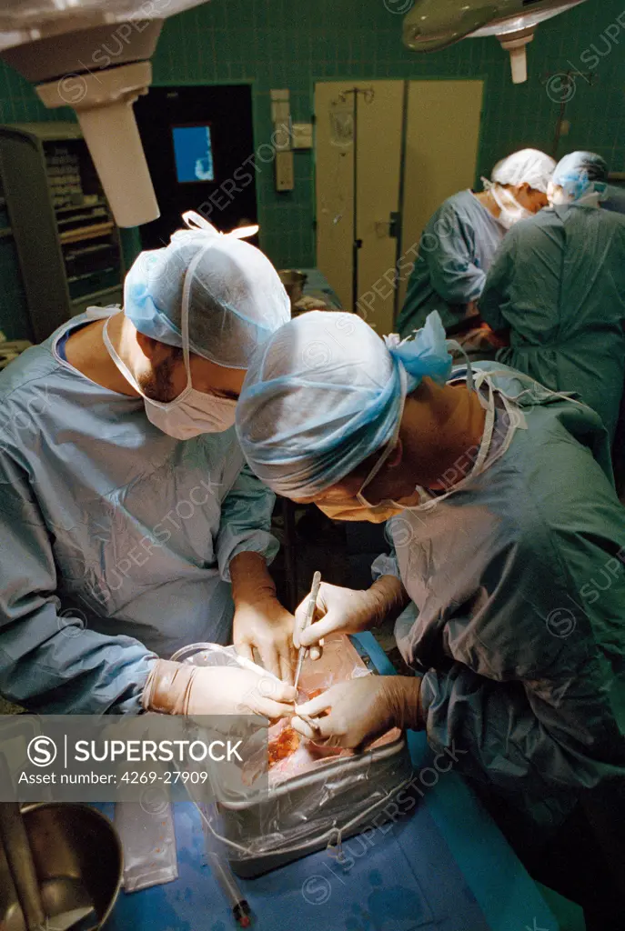 Organ retrieval. Surgical team removing liver from donor to be transplanted. Versailles hospital, France.